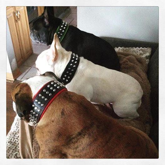 The "Stud" dog collar - Whiskers & Adventure Co.