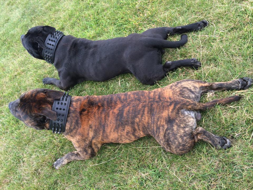 ''Black Giant'' collar - Whiskers & Adventure Co.