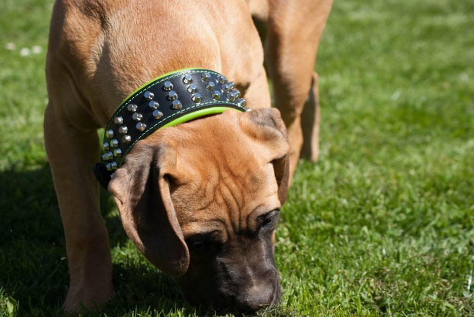The "Stud" dog collar - Whiskers & Adventure Co.