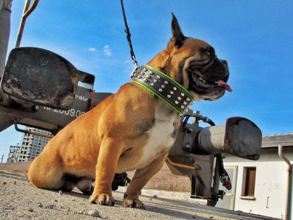 The "Stud" dog collar - Whiskers & Adventure Co.