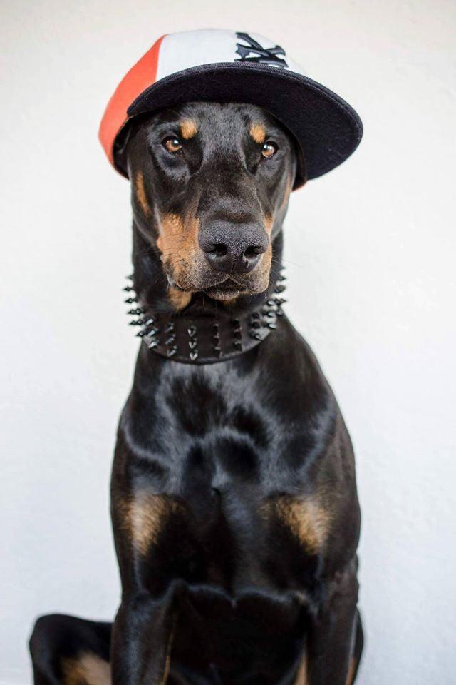 ''Black Giant'' collar - Whiskers & Adventure Co.