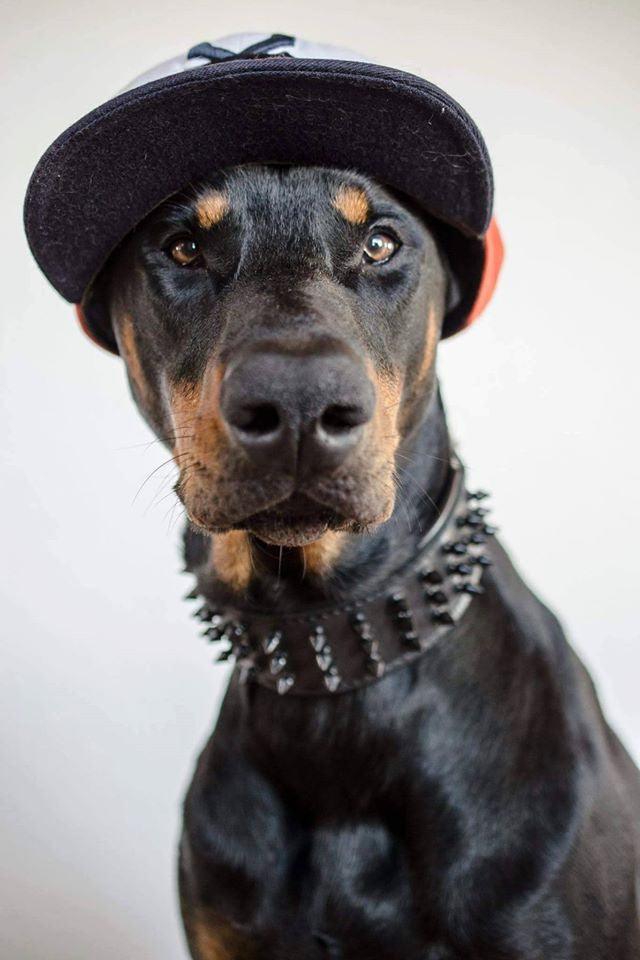 ''Black Giant'' collar - Whiskers & Adventure Co.