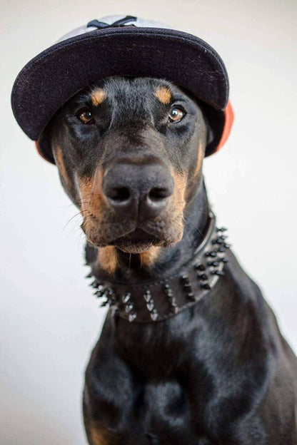 ''Black Giant'' collar - Whiskers & Adventure Co.