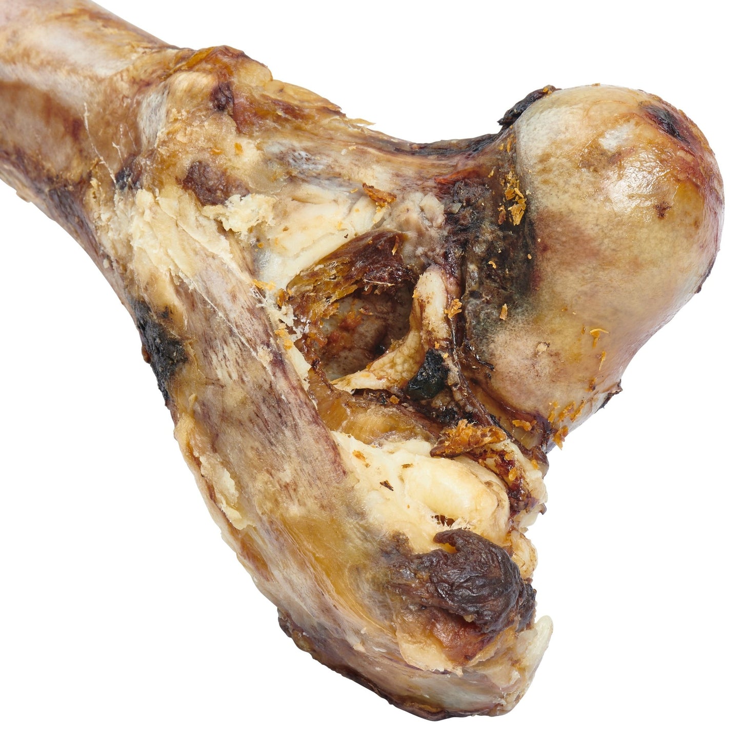 Cooked beef bone with meat and marrow, isolated on white background.