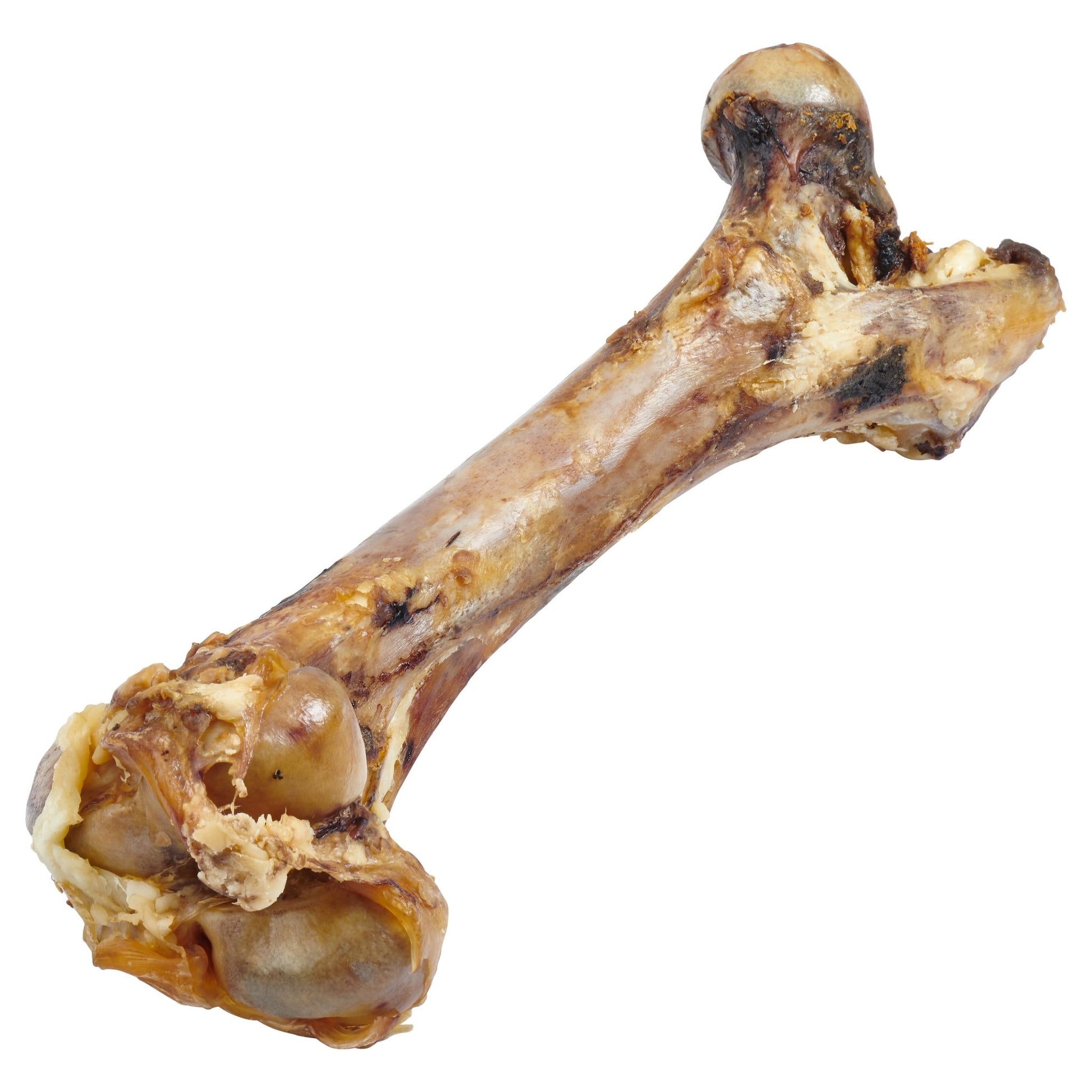 Raw beef bone for dogs, featuring marrow and meaty texture, isolated on white background.