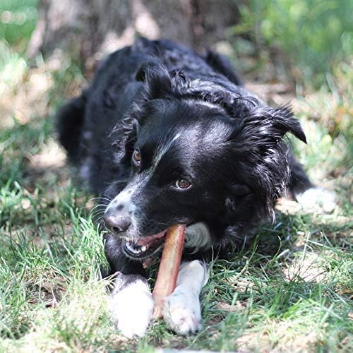 Black and white dog chewing on a bone outdoors.