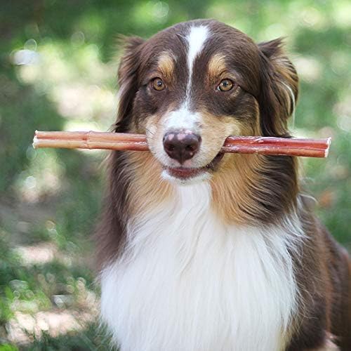 Dog holding a chew stick in its mouth outdoors.