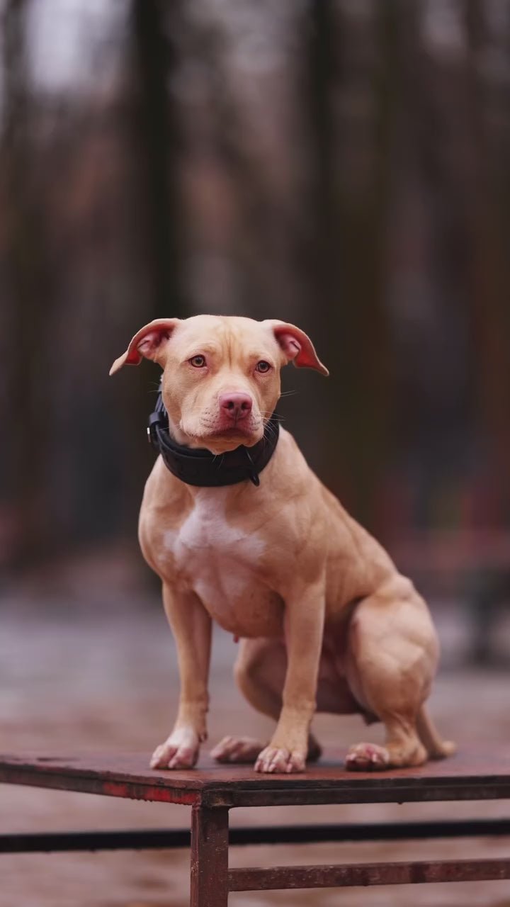 Light brown dog with black collar sitting on a wooden surface outdoors.