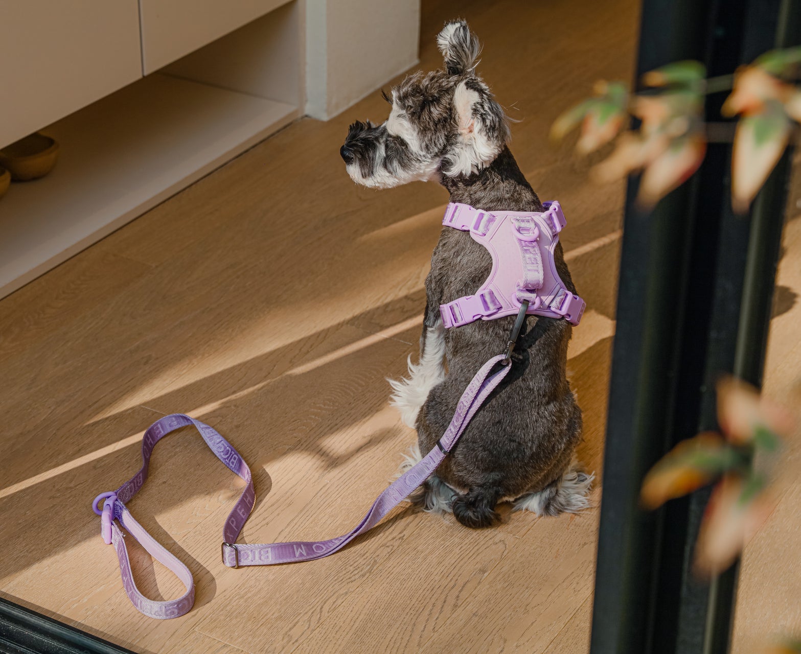 Dog wearing a purple harness and leash, sitting on a wooden floor.