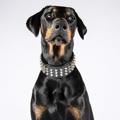 The "Stud" dog collar - Whiskers & Adventure Co.