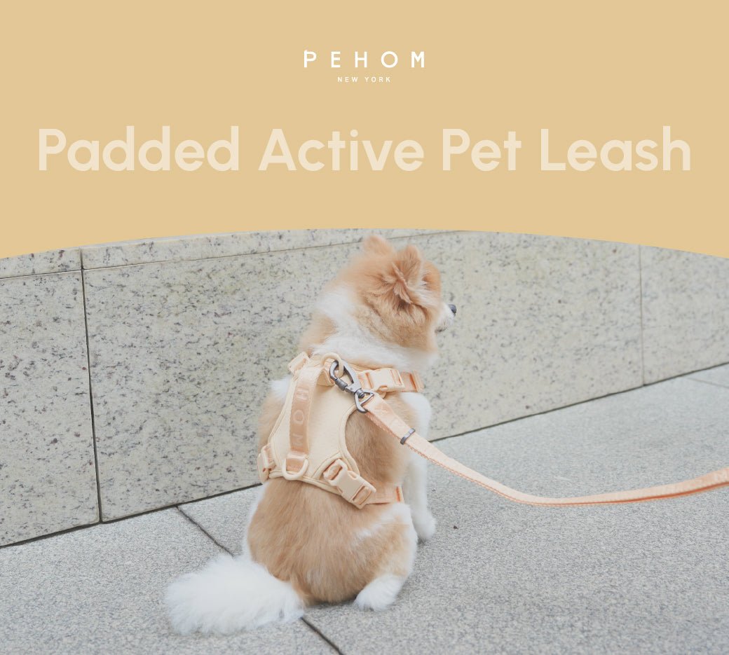 A small dog wearing a beige padded pet leash and harness on a stone surface.