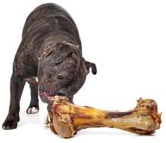 Black dog chewing on a large raw bone.