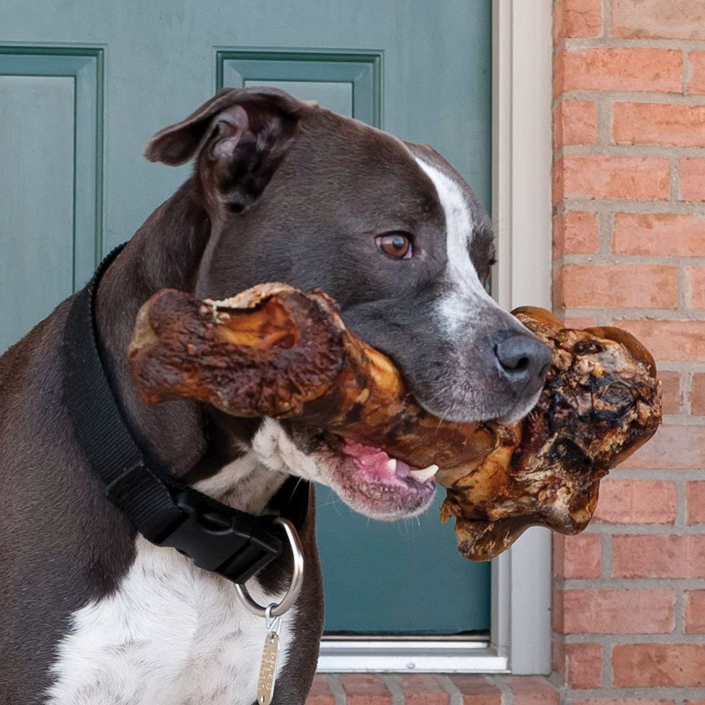 Dog holding a large, cooked bone in its mouth near a door.