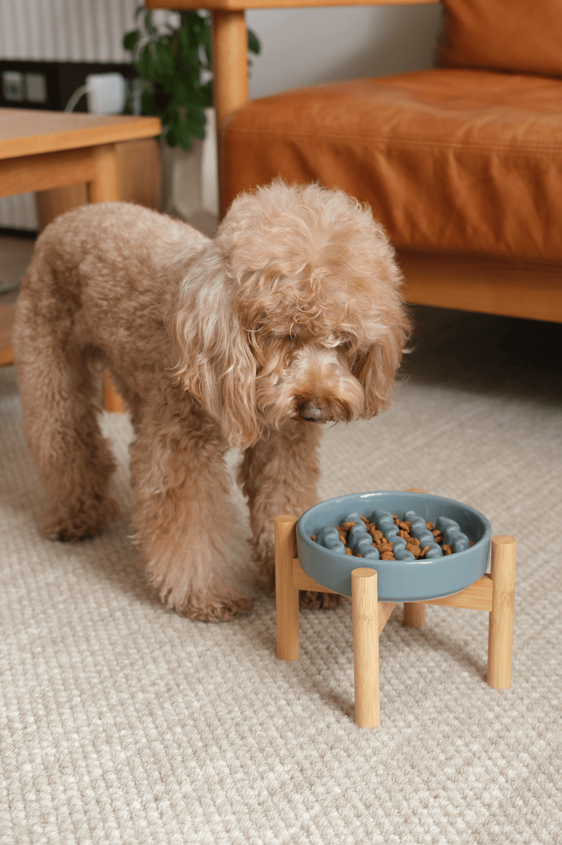 [Macaroni] Slow Feeder Dog Bowls - Yellow / Frozen Blue / Purple - G.O.A.T pets