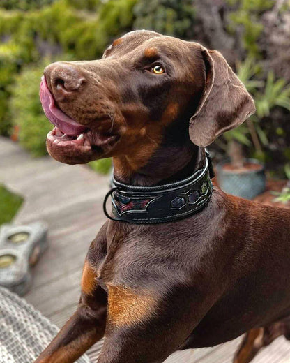Brown Doberman wearing a black decorative collar outdoors.