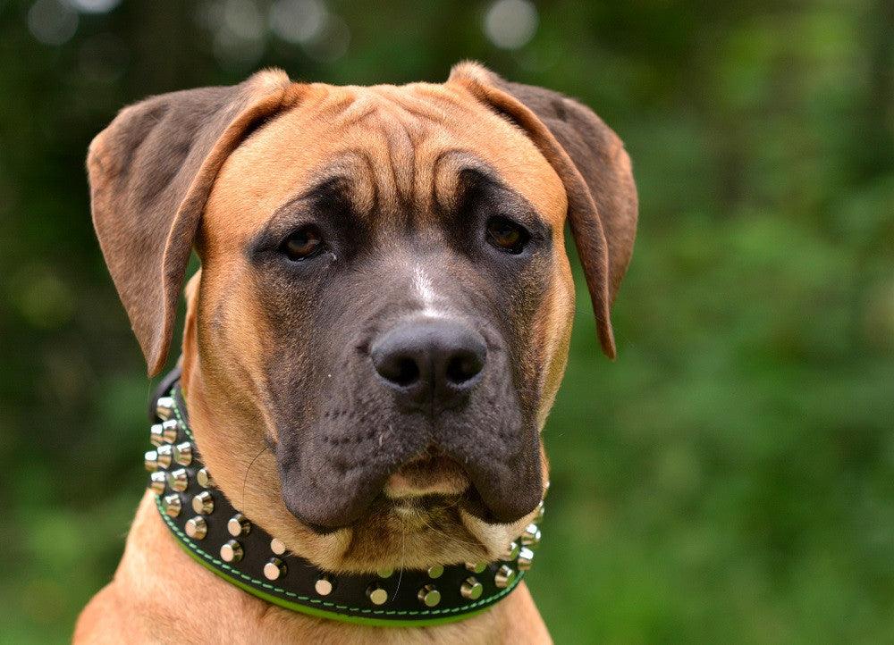 The "Stud" dog collar - Whiskers & Adventure Co.