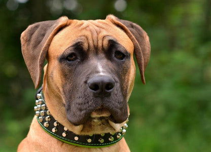 The "Stud" dog collar - Whiskers & Adventure Co.