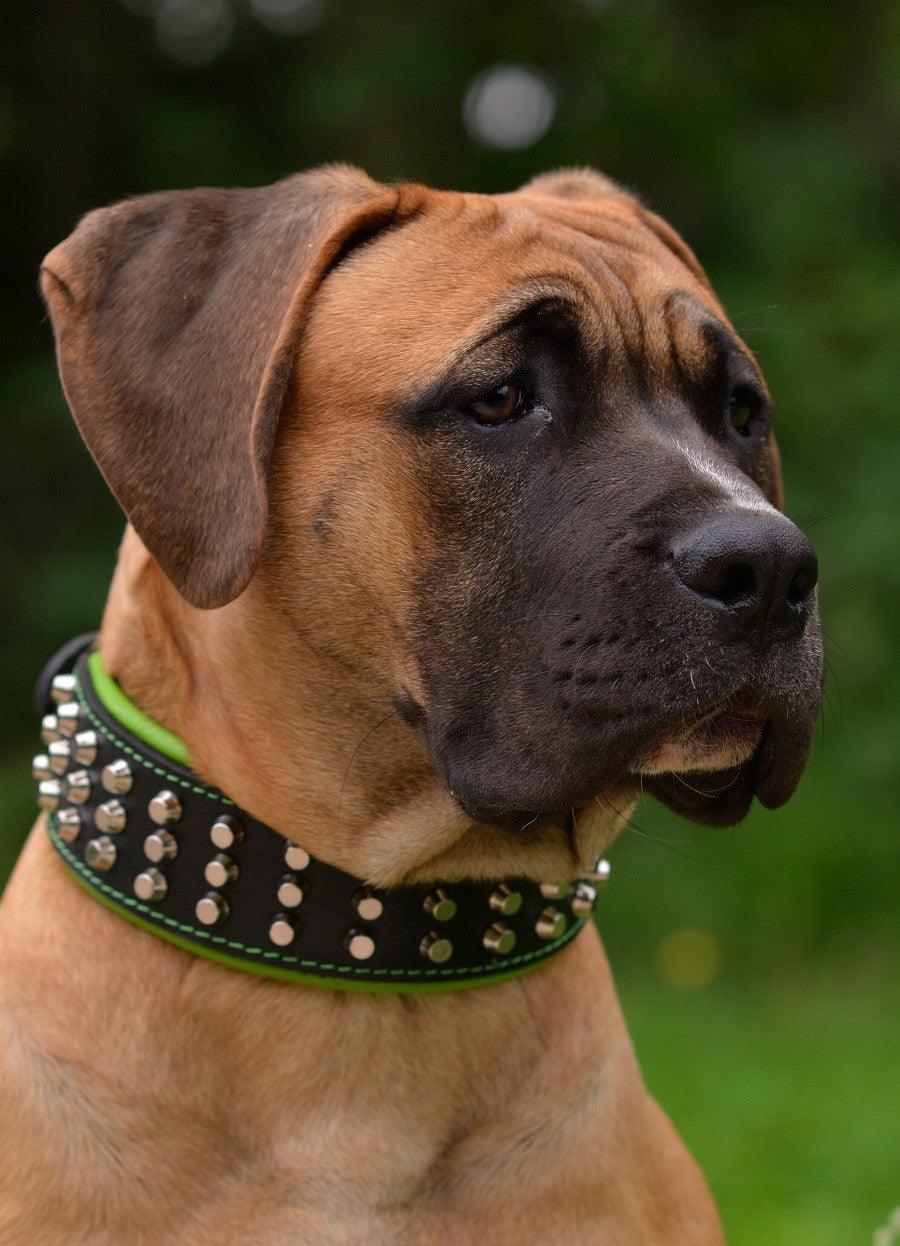 The "Stud" dog collar - Whiskers & Adventure Co.
