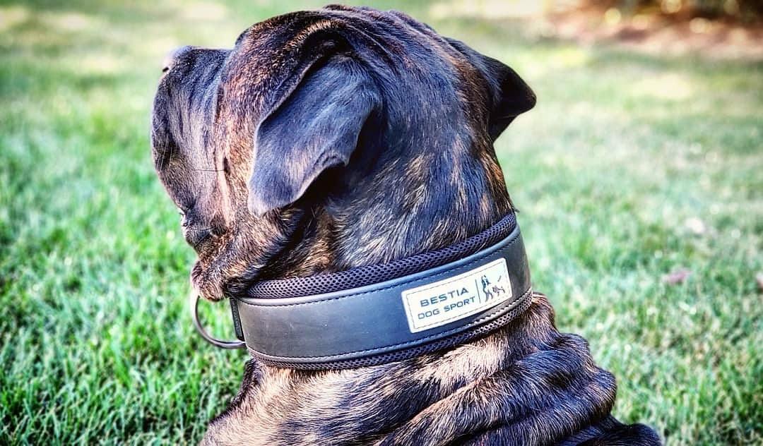 BESTIA DOG SPORT COLLAR - Whiskers & Adventure Co.