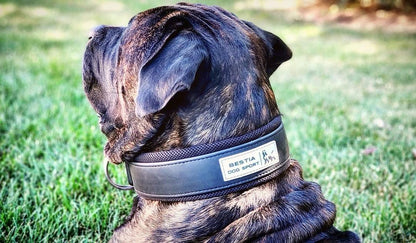 BESTIA DOG SPORT COLLAR - Whiskers & Adventure Co.