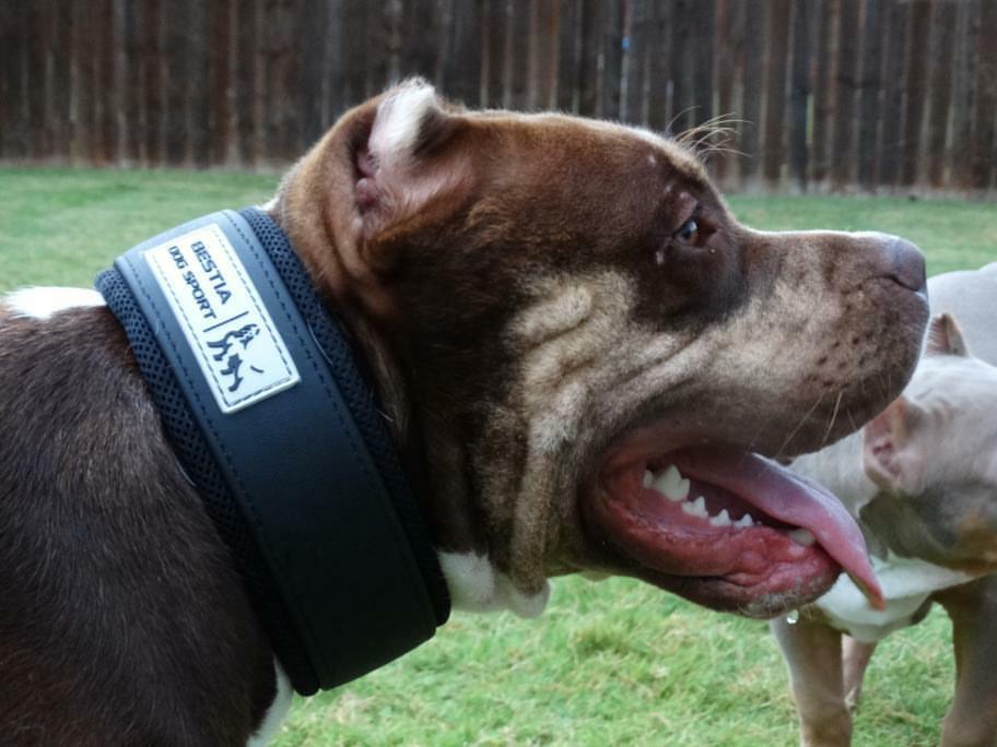 BESTIA DOG SPORT COLLAR - Whiskers & Adventure Co.