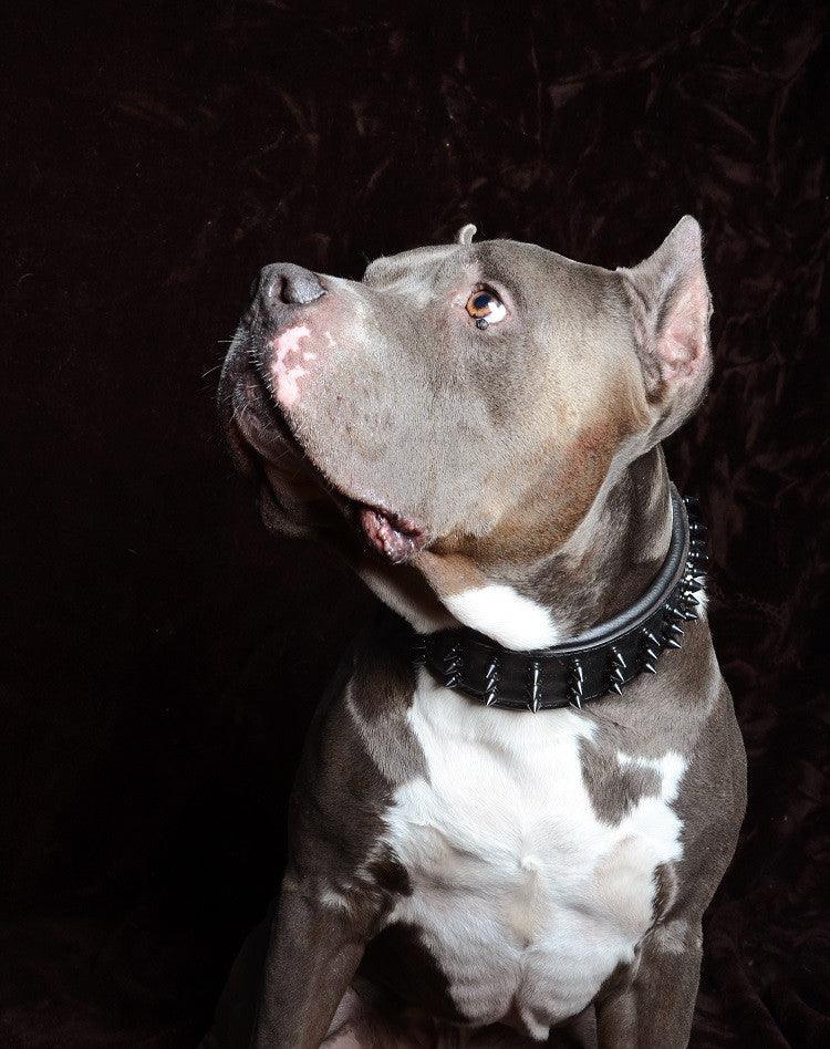 ''Black Giant'' collar - Whiskers & Adventure Co.