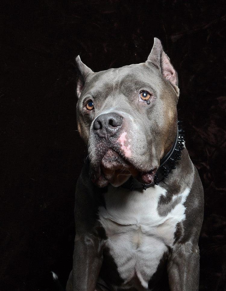 ''Black Giant'' collar - Whiskers & Adventure Co.