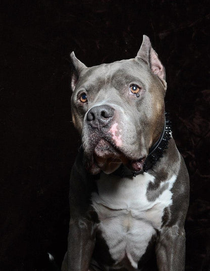 ''Black Giant'' collar - Whiskers & Adventure Co.